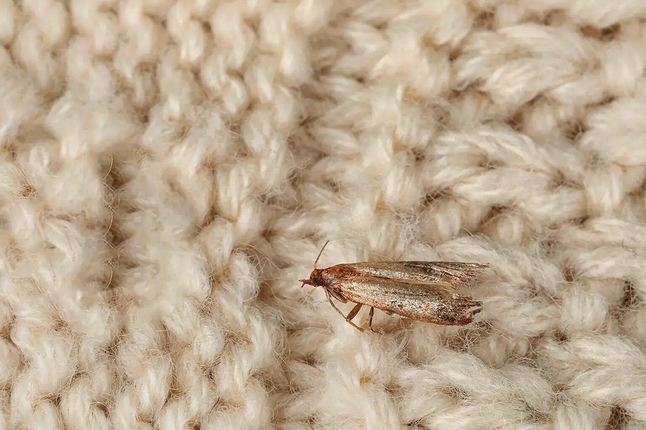 Clothing Moth